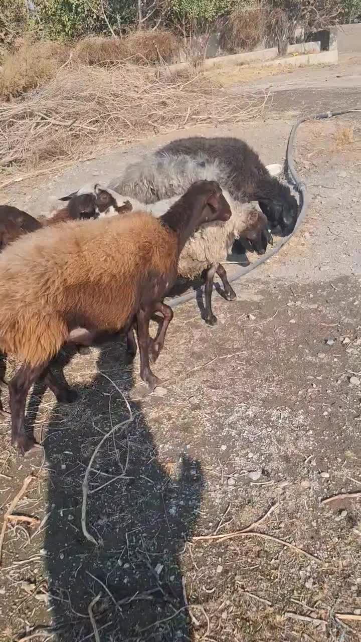 میش آبستن|حیوانات مزرعه|کهک, |دیوار