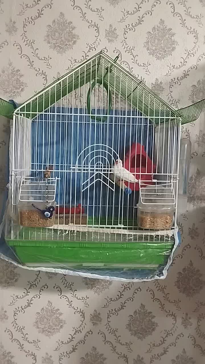 فنچ جفت خورده رو تخم|پرنده|تهران, مظاهری|دیوار