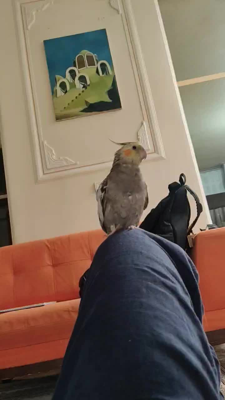 گمشده|حیوانات|بروجن, |دیوار