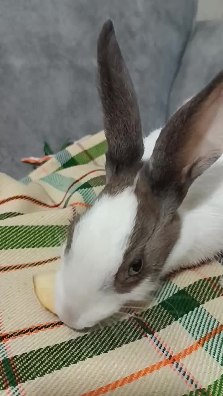 خرگوش ناناز|موش و خرگوش|قرچک, باقرآباد|دیوار