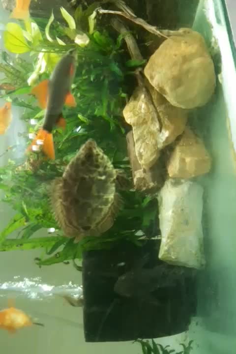 گورامی برگی|ماهی|رشت, اسماعیل آباد|دیوار