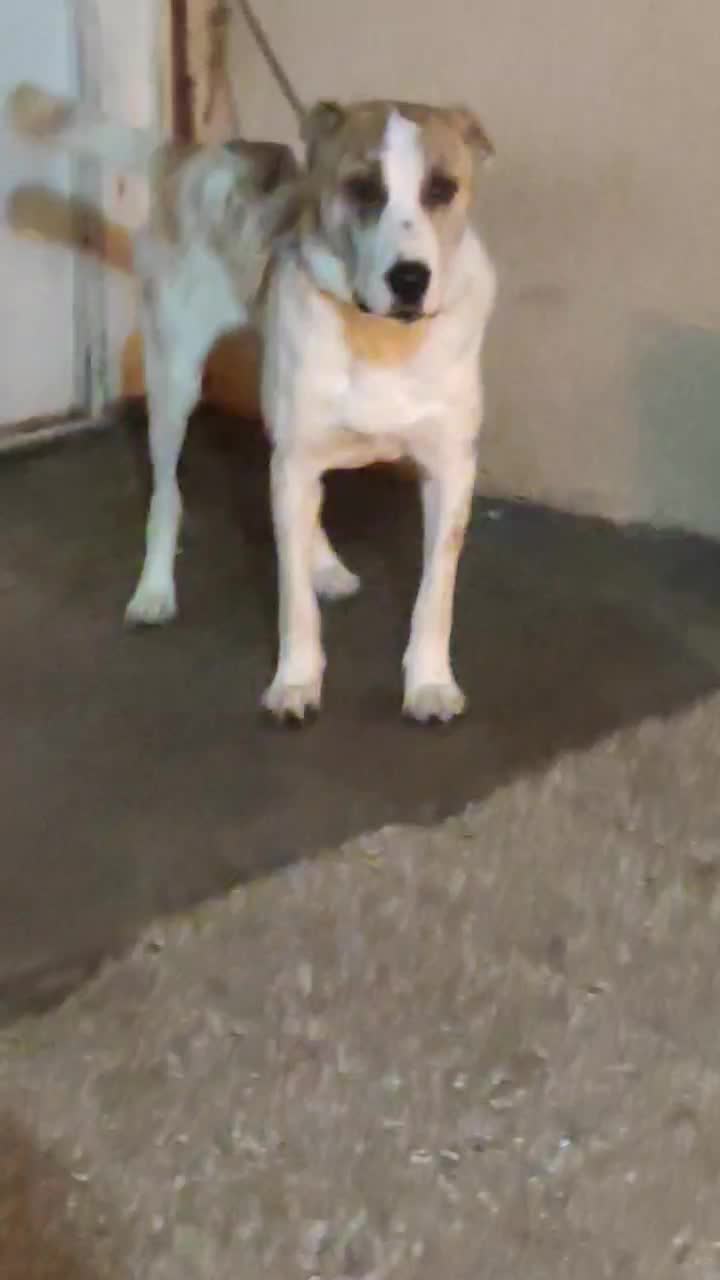 سگ سرابی،افغان|سگ|رفسنجان, |دیوار