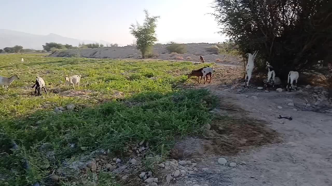 بز و کهره|حیوانات مزرعه|بستک, |دیوار