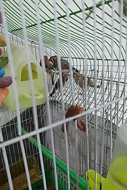 فنچ لپ سیاه و زبرا عروس تاج پرنسسی|پرنده|مشهد, نوده|دیوار