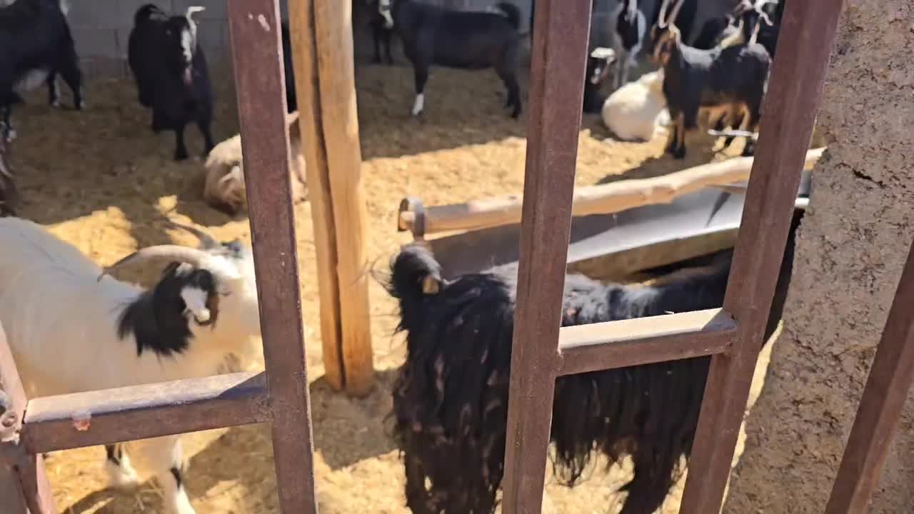 70راس بز|حیوانات مزرعه|همایجان, |دیوار