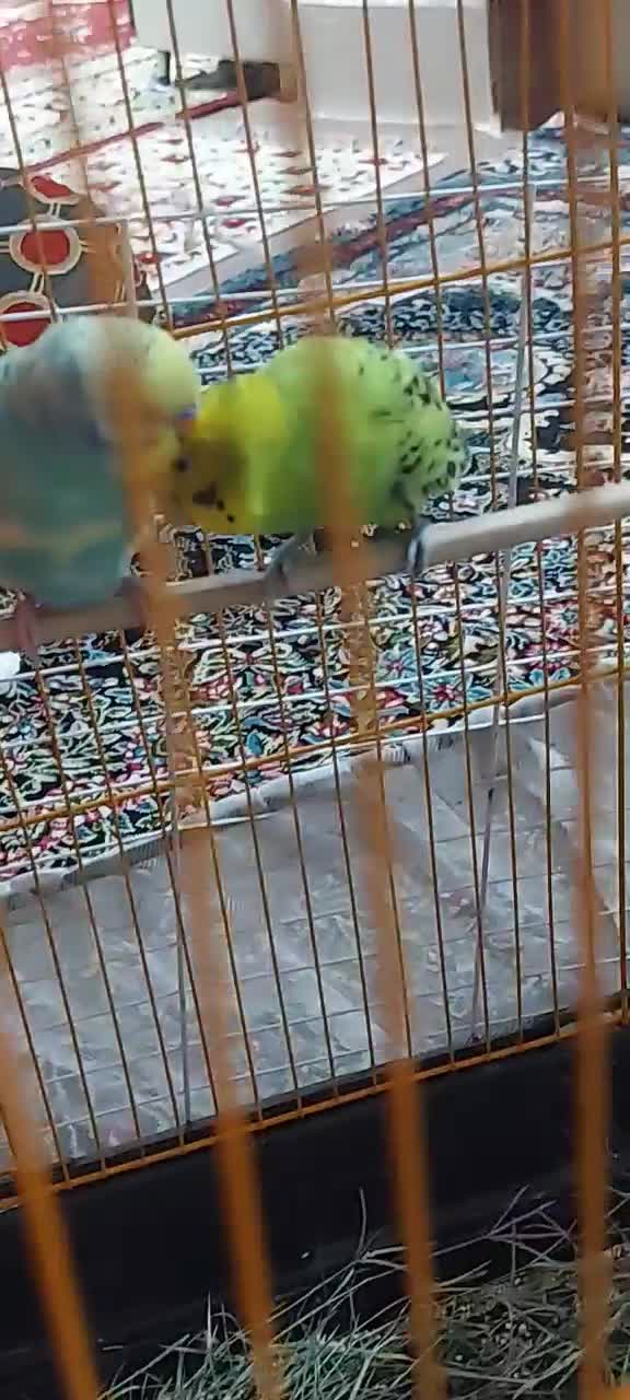 مرغ عشق|پرنده|منوجان, |دیوار