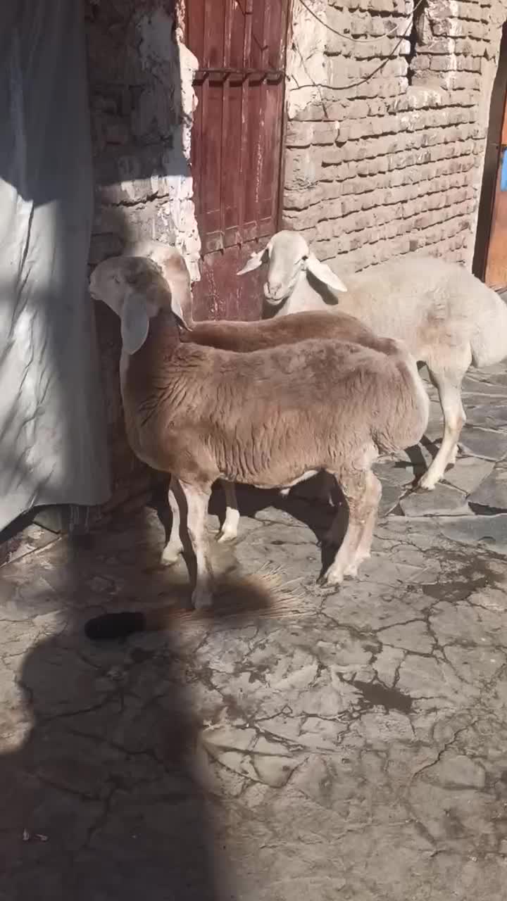 بره نر و ماده و قوچ چینی|حیوانات مزرعه|زاهدان, |دیوار