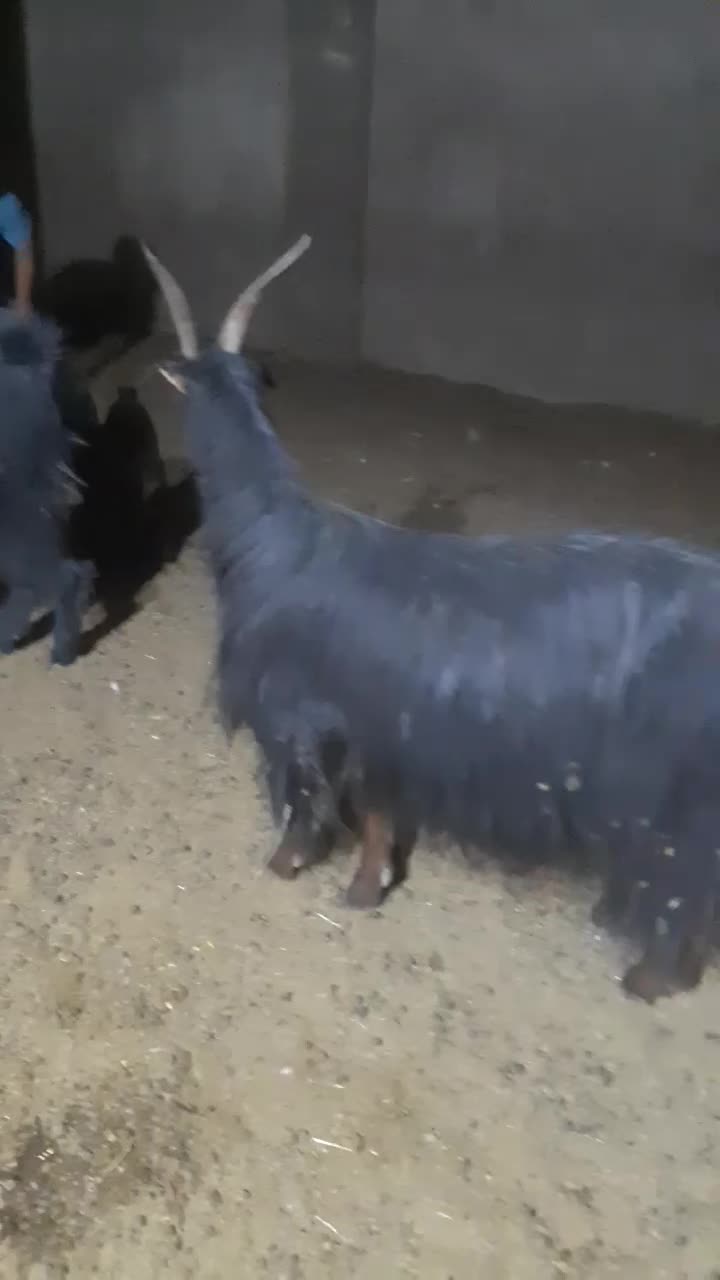 فروش بزبزغاله دار شیرا|حیوانات مزرعه|قاهان, |دیوار