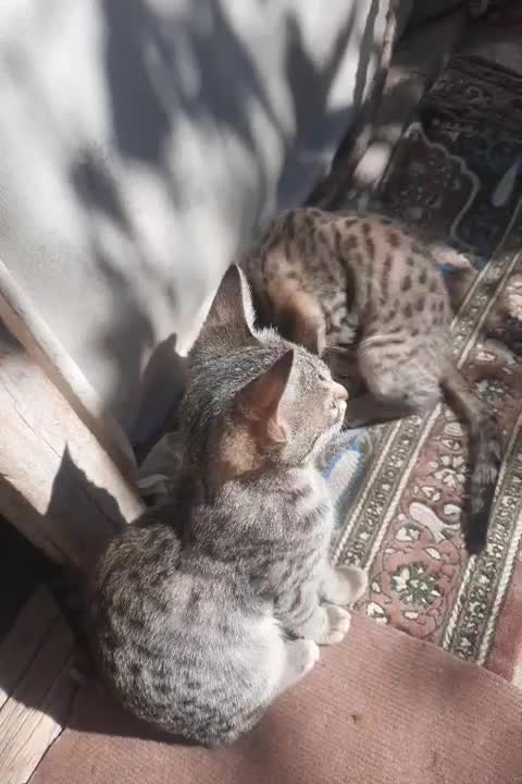 بچه گربه آروم و خونگی|گربه|خلخال, |دیوار