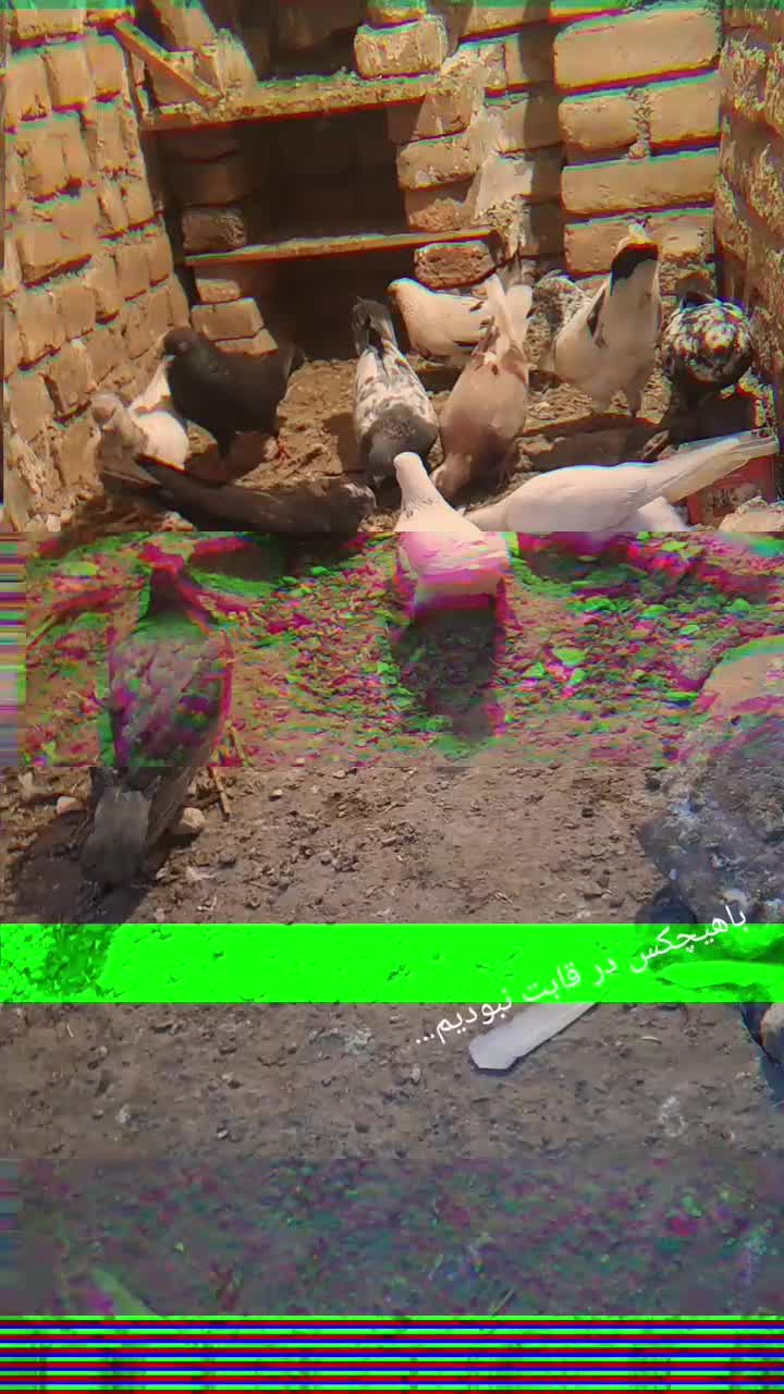 کبوتر|پرنده|نوشین شهر, |دیوار