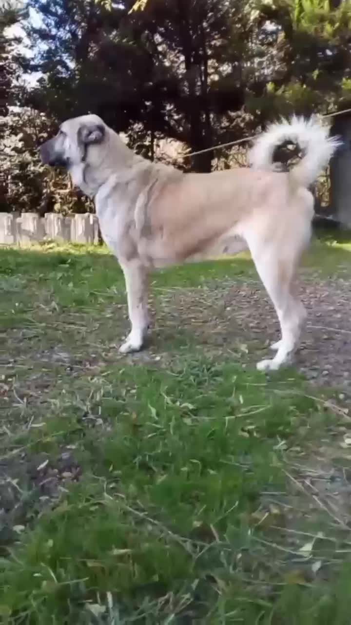 سگ. خراسانی سرابی پژدر الابای|سگ|لاهیجان, بازکیاگوراب|دیوار