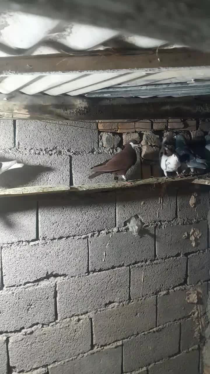 کفتر|پرنده|رضویه, |دیوار