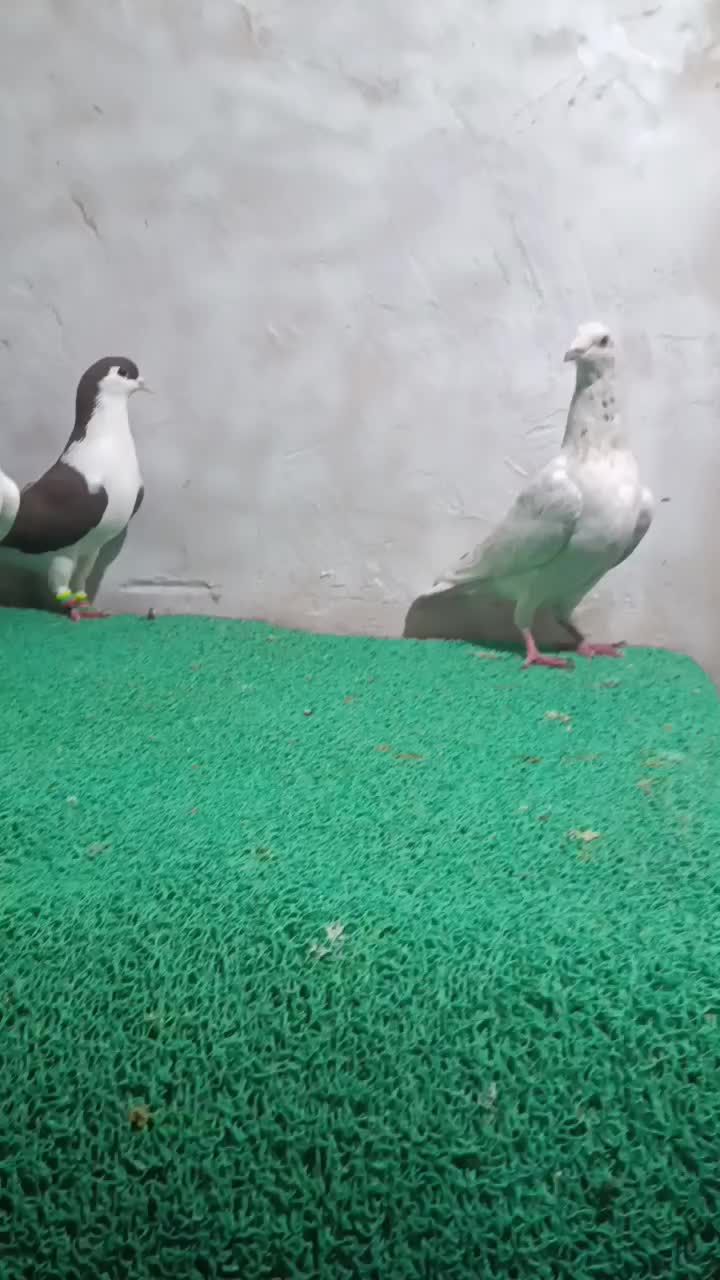 ۷ عدد دورگ|پرنده|اندیمشک, |دیوار