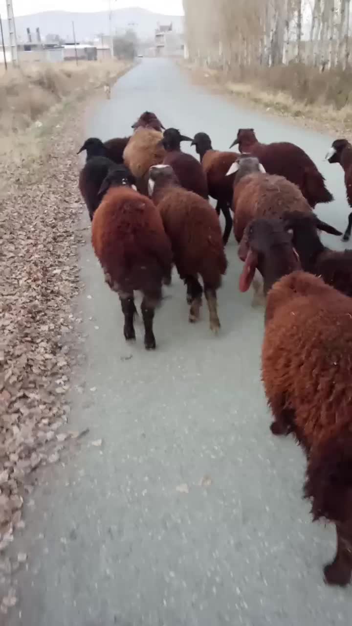 بره نر چاق|حیوانات مزرعه|سلماس, |دیوار