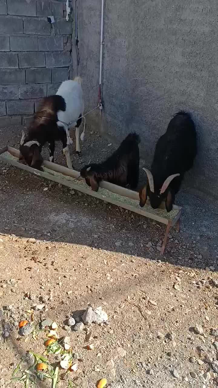 بز و بزغاله|حیوانات مزرعه|کرمانشاه, |دیوار