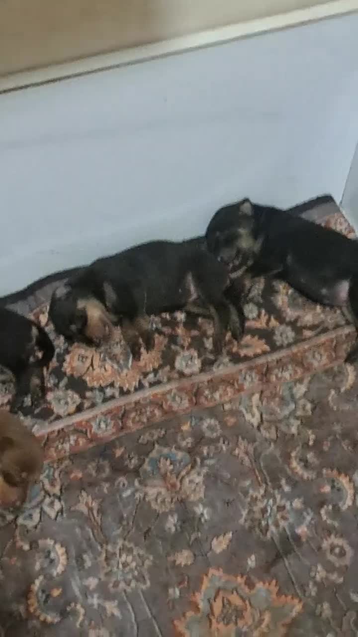 فروش توله های دوبرمن نر و ماده|سگ|اسالم, |دیوار