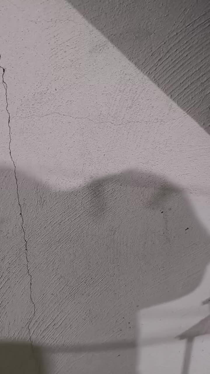 دم سفید|پرنده|شوشتر, |دیوار