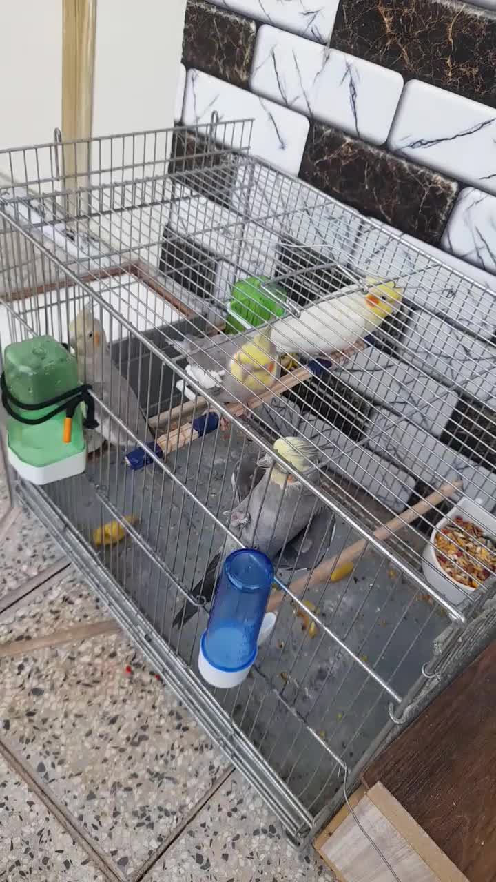 عروس هلندی|پرنده|فلارد, |دیوار