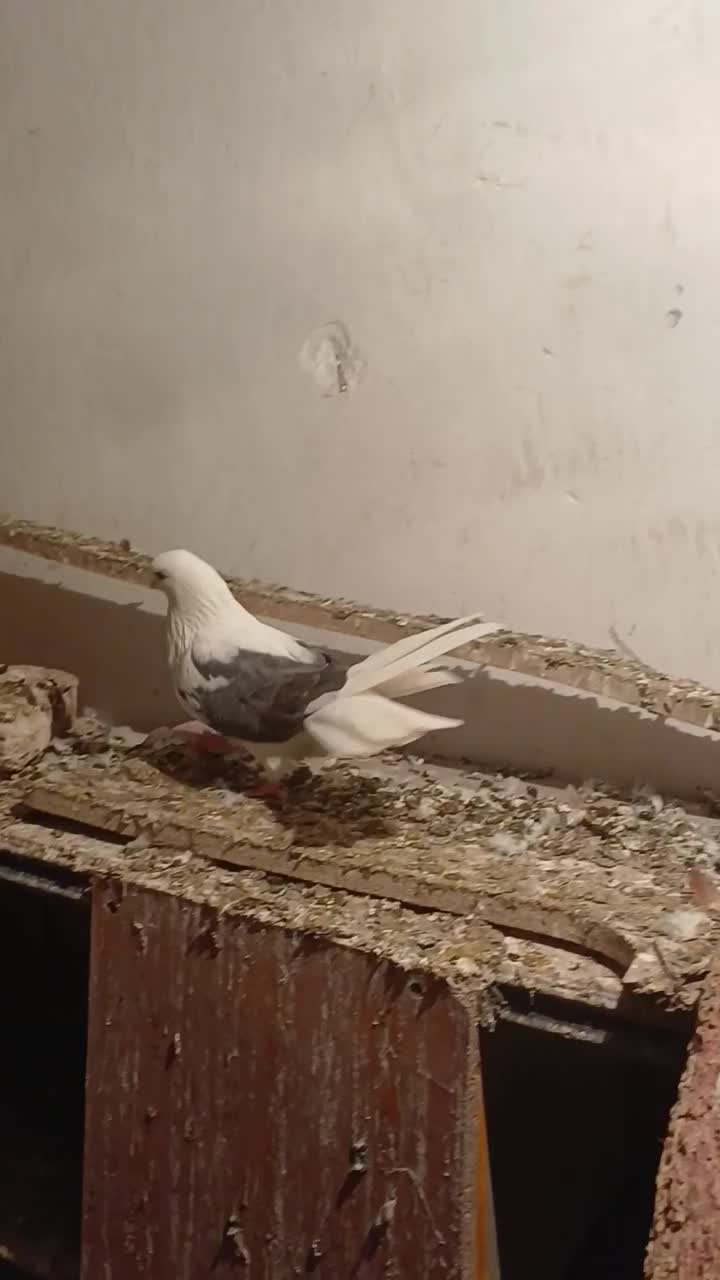 کفتر|پرنده|اردبیل, |دیوار