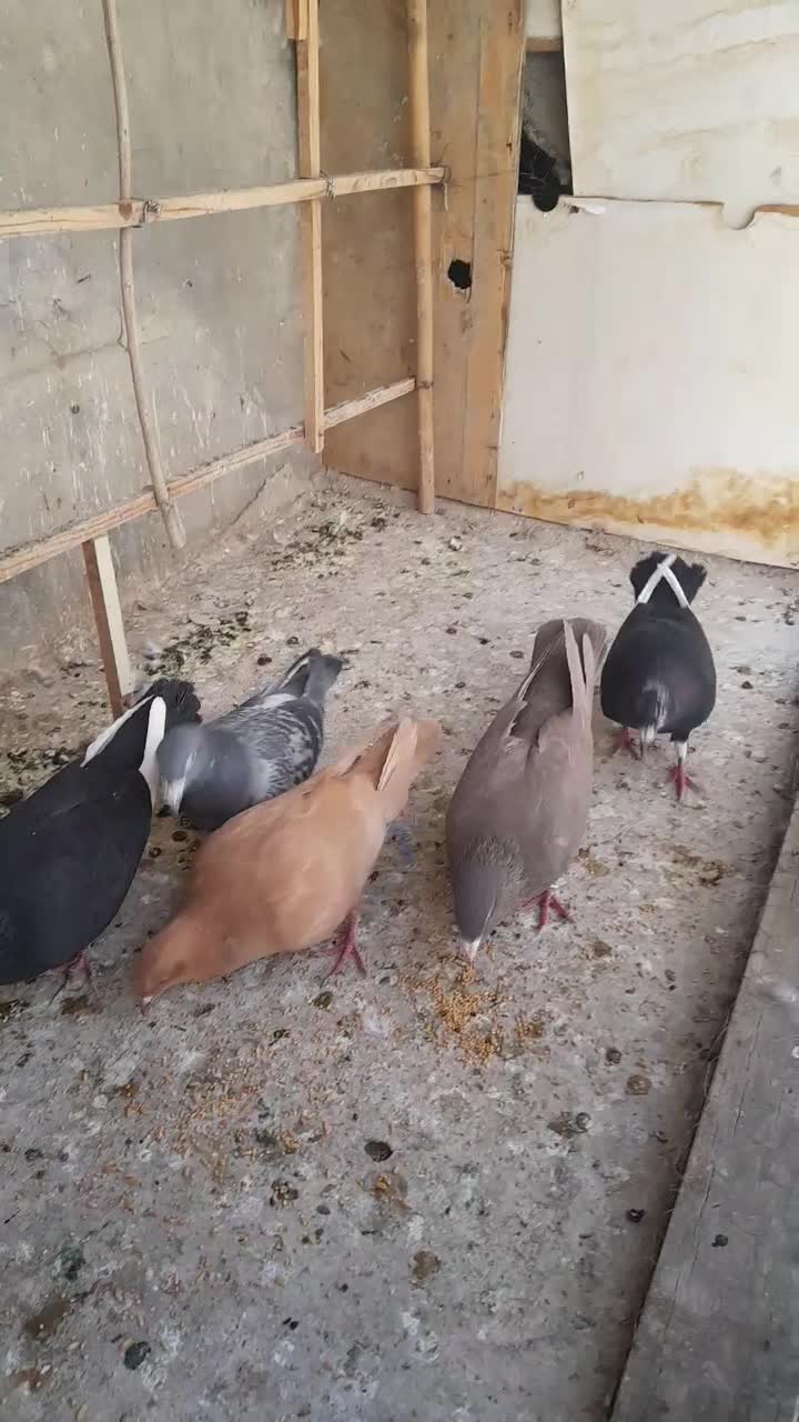 کفتر پرشی وجفتی|پرنده|قزوین, |دیوار