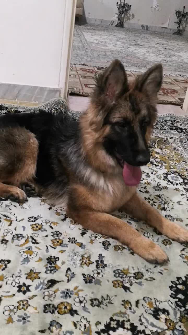 سگ ژرمن|سگ|کرج, گوهردشت|دیوار