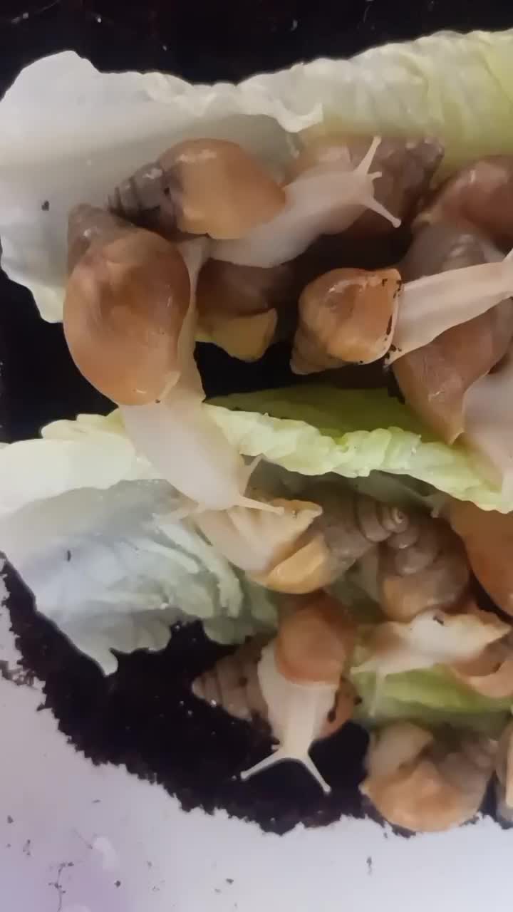 جوجه حلزون ..سرحال تغذیه سالم|خزنده|تهران, صاحب الزمان|دیوار