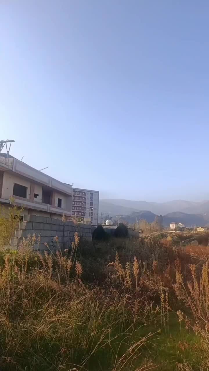 پوینتر انگلیسی ماده خوش رنگ|سگ|گرگان, |دیوار