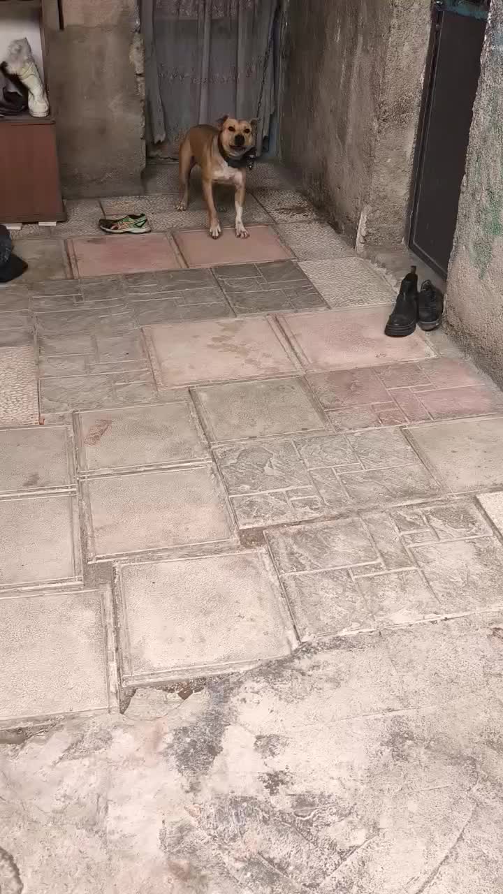 سگ پیتبول|سگ|محمدشهر, محمدشهر|دیوار