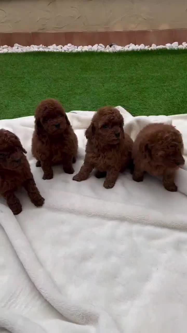 سگ توله توی پودل ۷۲ روز وارداتی|سگ|تهران, سعادت‌آباد|دیوار