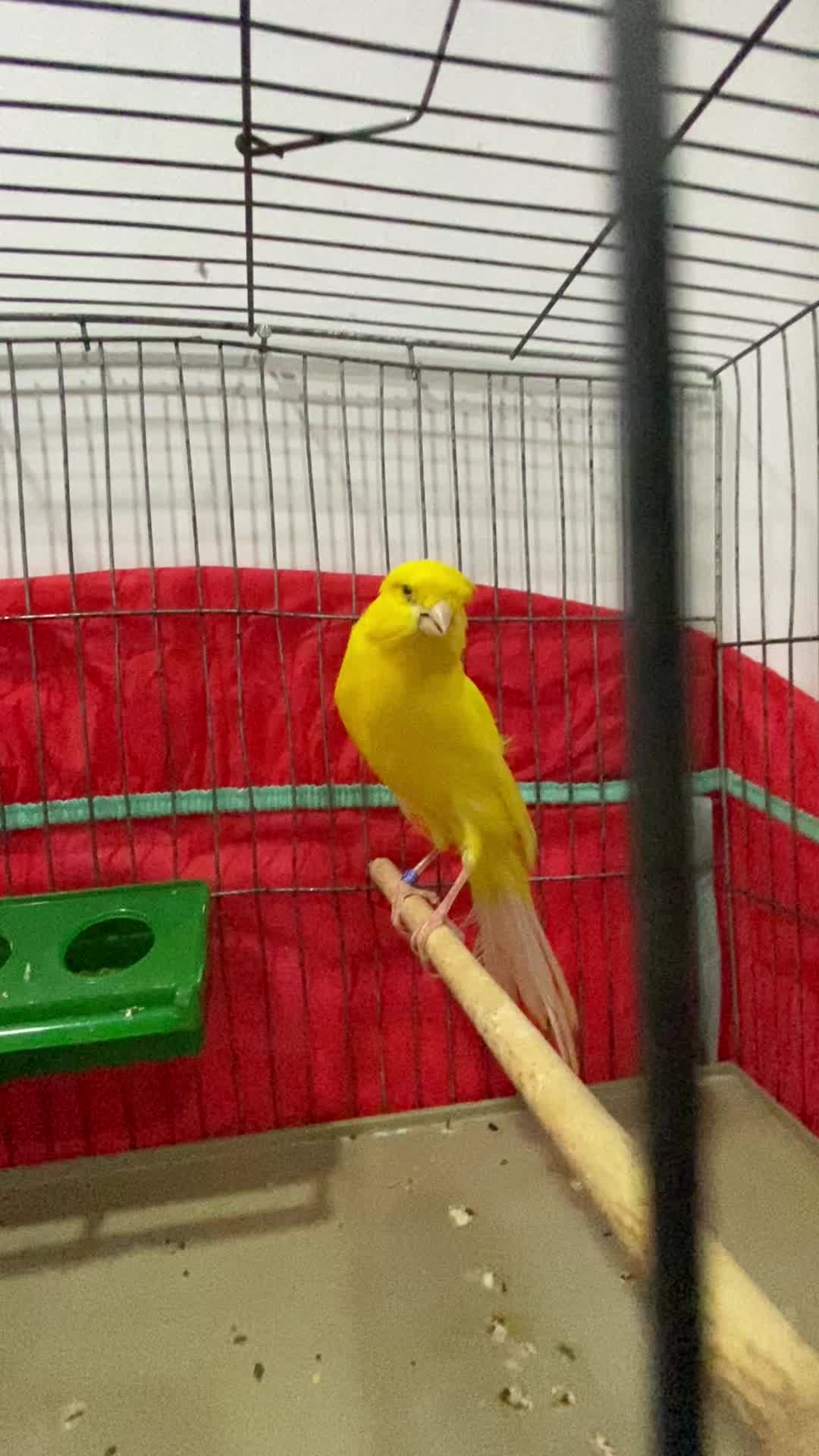 قناری|پرنده|قدس, شهرقدس|دیوار