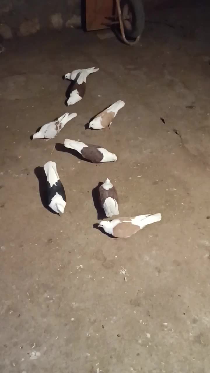 کفتر شونی|پرنده|چگنی, |دیوار