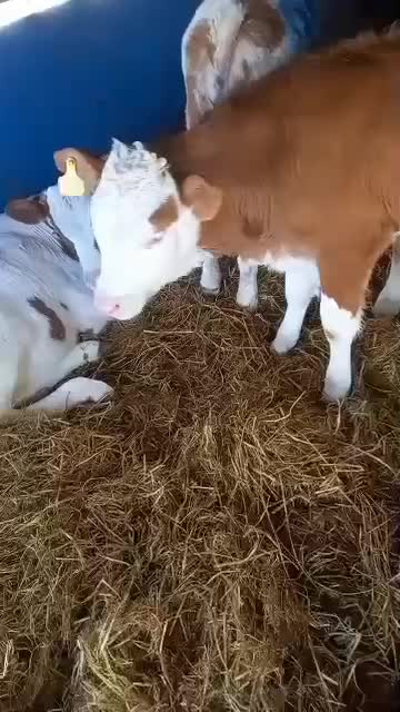 سیمینتال وارداتی بندر ترکمن با مجوز|حیوانات مزرعه|کرمان, |دیوار