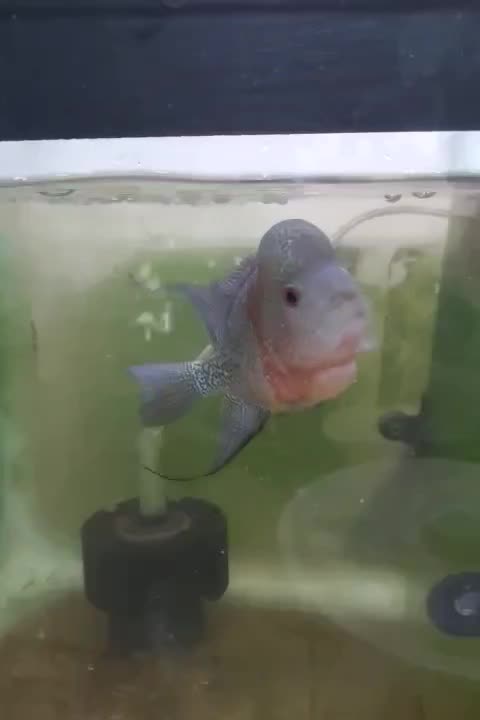 فلاور با تمام تجهیزات|ماهی|جهرم, |دیوار