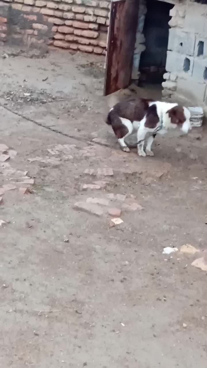 سگ پاکوتاه  روستای|سگ|گنبد کاووس, |دیوار