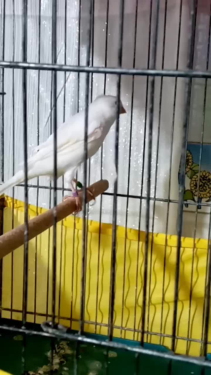 قناری.|پرنده|محمدشهر, عباس آباد|دیوار