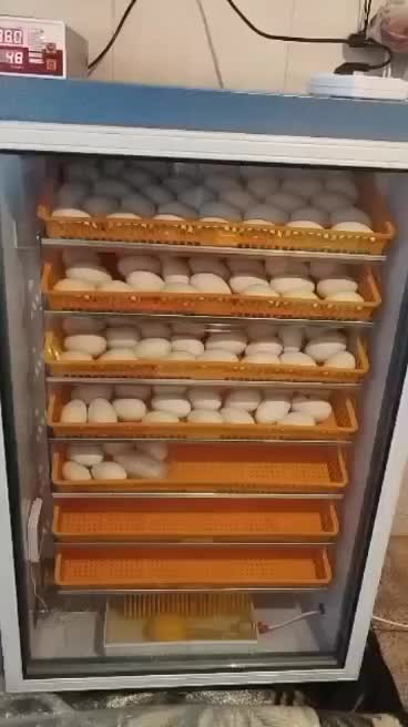 جوجه غاز|حیوانات مزرعه|اصفهان, کوی امام|دیوار