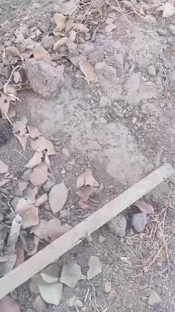 فروش فوری، فو ری باغ پسته هم سیاهت هم درآمد|فروش زمین و ملک کلنگی|رشتخوار, |دیوار