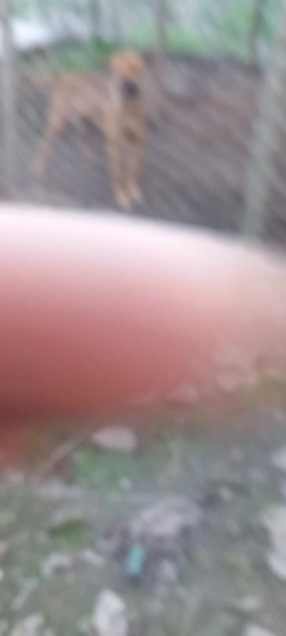 واگذاری سگ جوان سراب|سگ|رشت, کوی مهر|دیوار