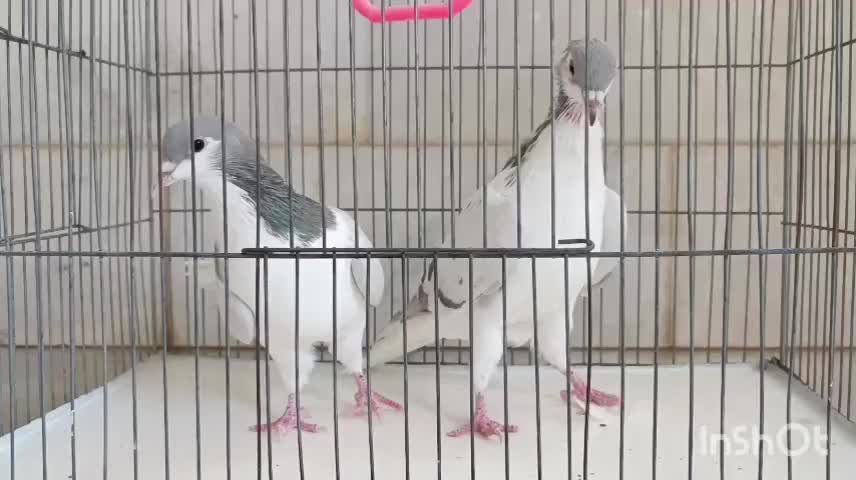 چن جفت پرنده ساده سینه|پرنده|اسفراین, |دیوار