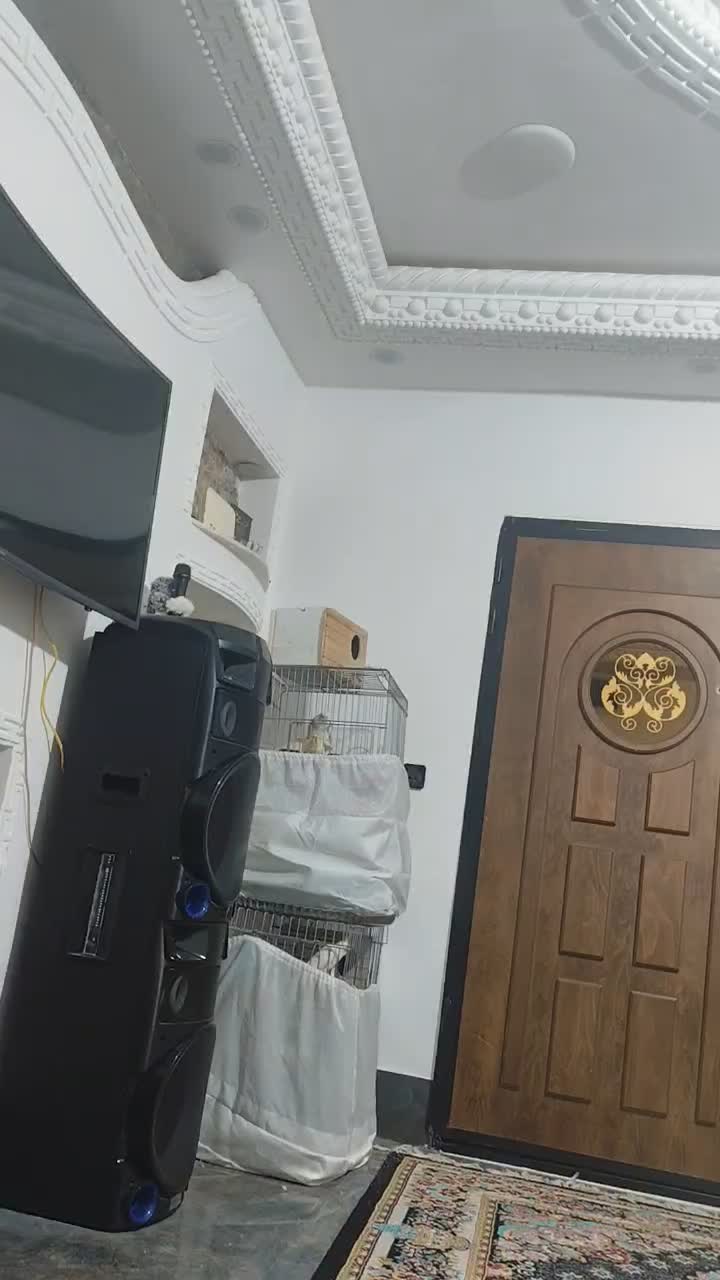 عروس هلندی کشیده و درشت بینظیر|پرنده|صباشهر, |دیوار