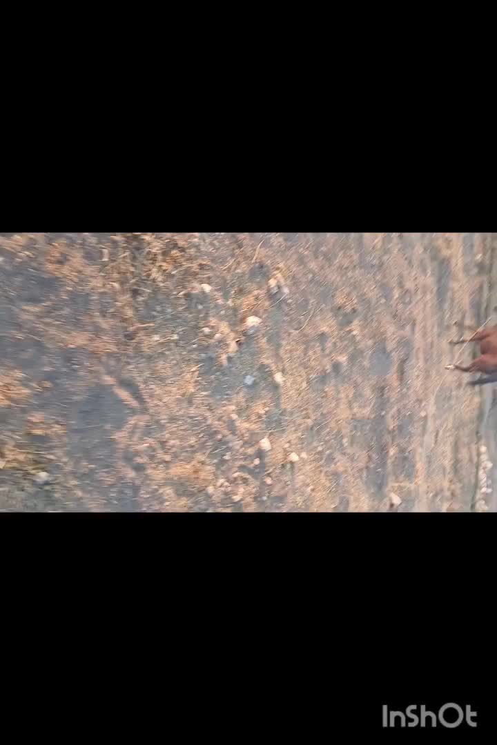 اسب|اسب و تجهیزات اسب‌سواری|شیرین‌سو, |دیوار