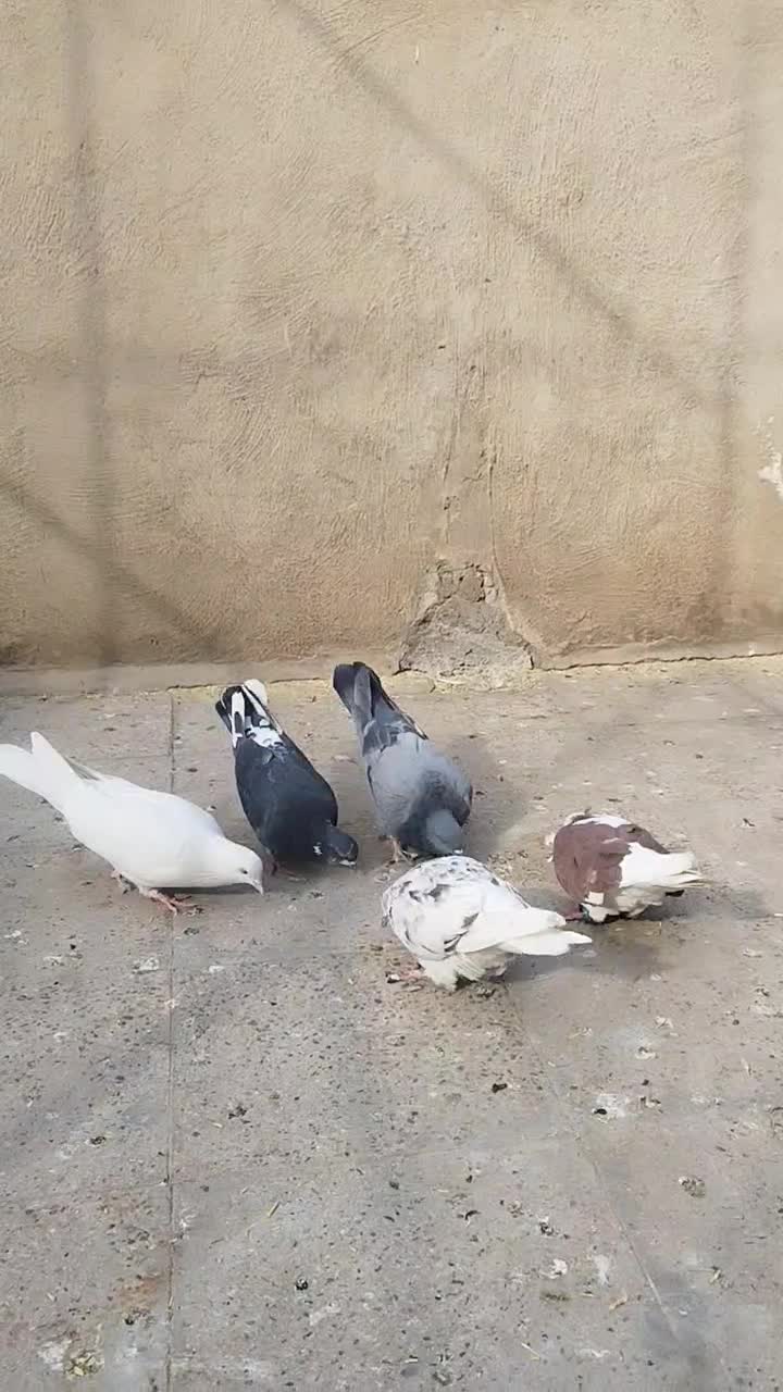 کبوتر پرشی اصل|پرنده|قرچک, زیبا شهر|دیوار