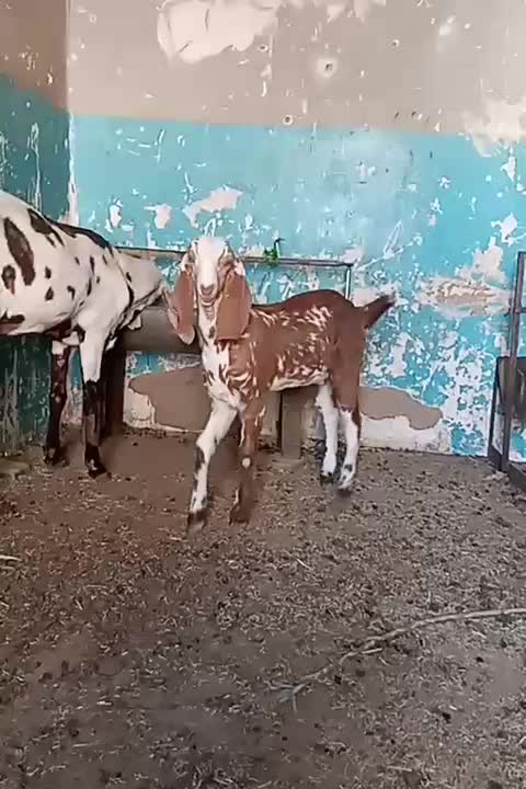 شنک ماده پنجاب|حیوانات مزرعه|سراوان, |دیوار