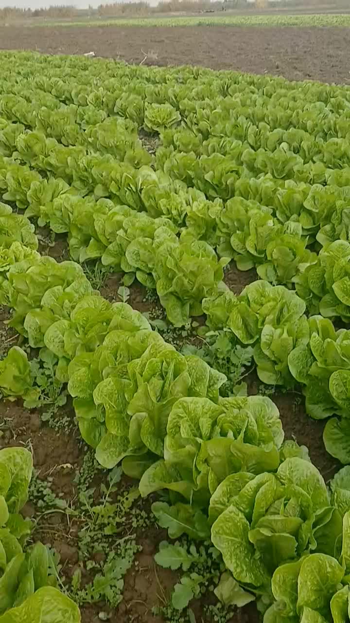 کاهو روغنی درجه ا|خوردنی و آشامیدنی|دلند, |دیوار