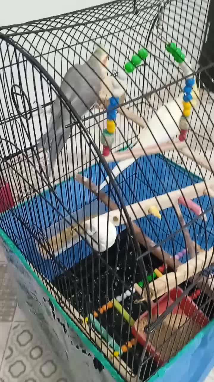 عروس هلندی|پرنده|سنندج, |دیوار