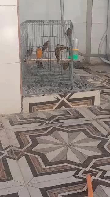 قناری 9 عدد نر|پرنده|شادگان, |دیوار