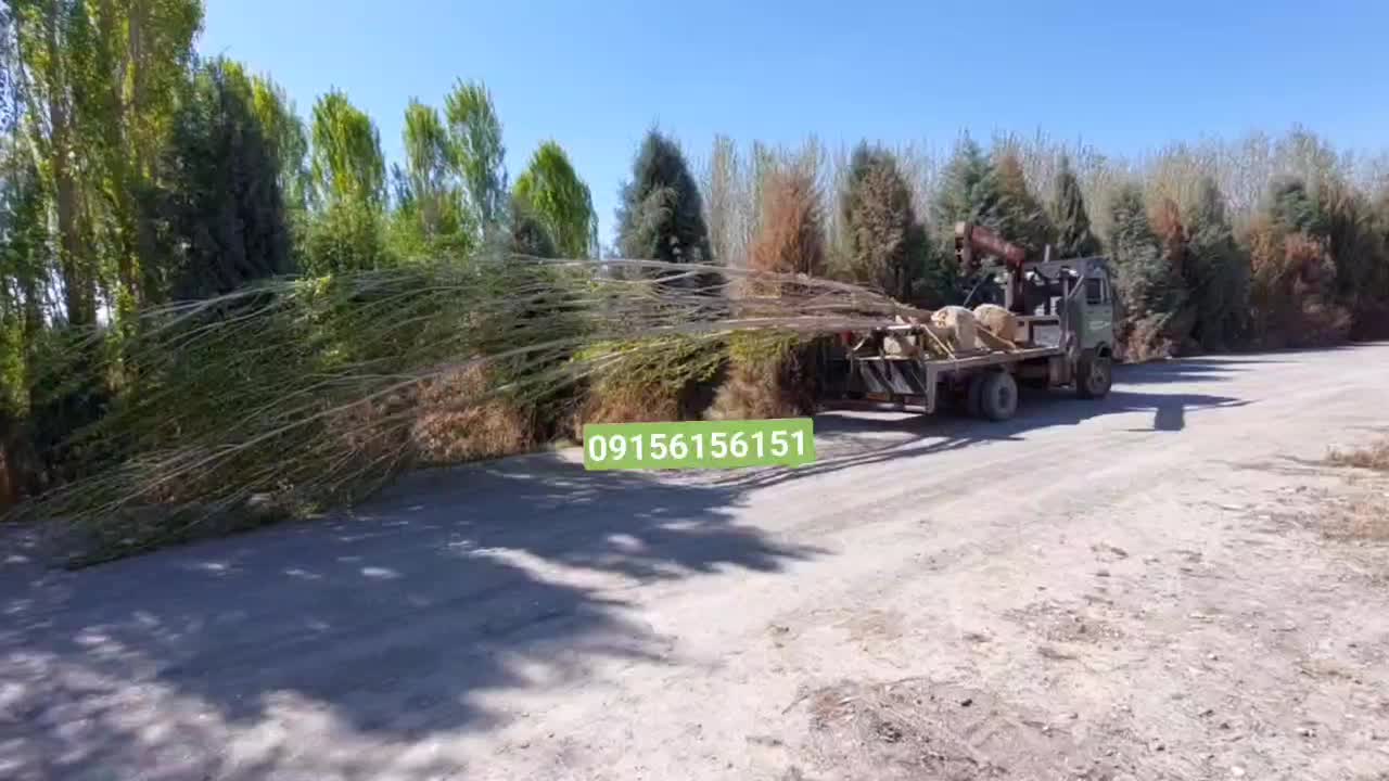 درختان ۷تا ۱۵ متر ارتفاع تبدیل زمین به باغ بزرگ|خدمات باغبانی و درختکاری|مشهد, کشاورز|دیوار