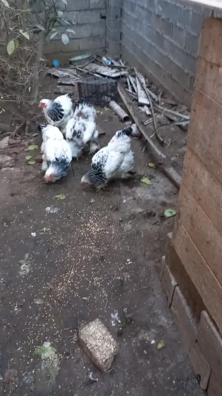 مرغ خروس برهما|حیوانات مزرعه|لاهیجان, لیالستان|دیوار