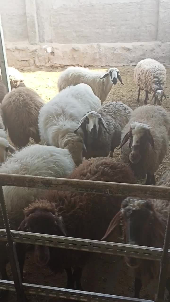 قوچ سرک دار|حیوانات مزرعه|بادرود, |دیوار