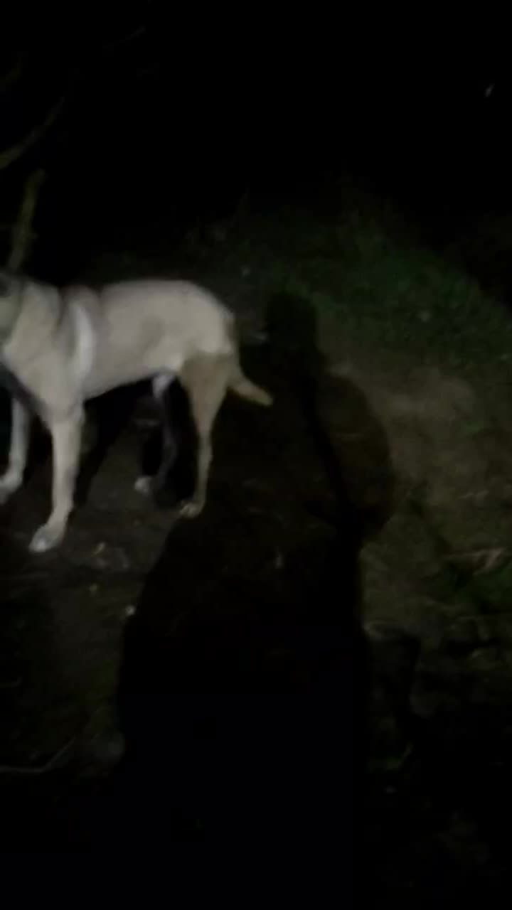 توله 7ماهه|سگ|تاتار علیا, |دیوار